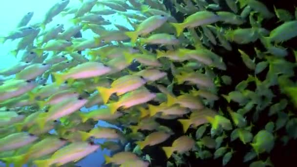 바다에서 암초에 노란색 열 대 물고기의 학교. — 비디오