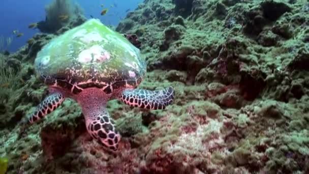水泳サンゴ礁を食べるタイマイ海 — ストック動画