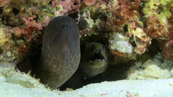 Large moray eel sitting on reef in search of food — Stock Video