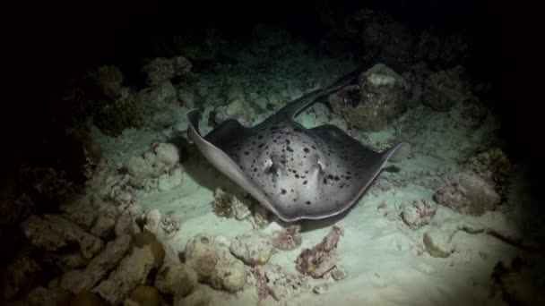 Black-blotched stingray nacht jacht op rif. — Stockvideo