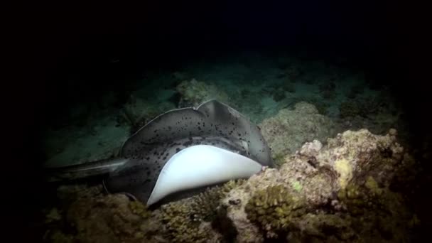 Preto manchado stingray noite caça no recife . — Vídeo de Stock