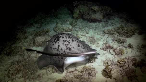 Black blotched stingray night hunting on reef. — Stock Video