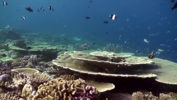 サンゴ礁の水中風景。モルディブ. — ストック動画