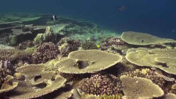 Paisagem subaquática do recife de coral. Maldivas. — Vídeo de Stock