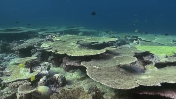 Подводный пейзаж кораллового рифа. Мальдивы. — стоковое видео