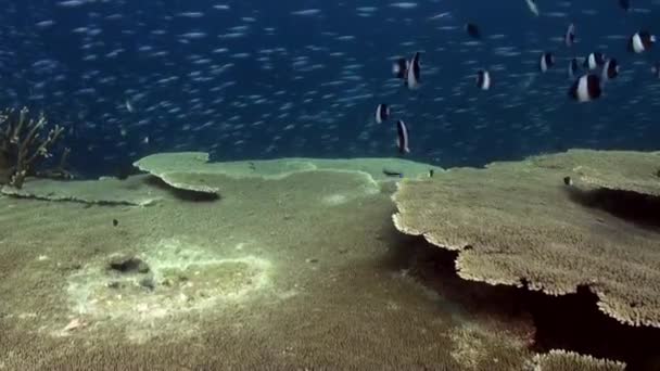 Podwodny krajobraz rafy koralowej. Malediwy. — Wideo stockowe