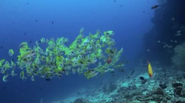 Resif deniz üzerinde sarı tropikal balık sürüsü.
