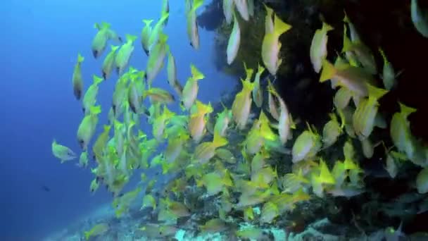 Skolan av gula tropiska fiskar på revet i havet. — Stockvideo