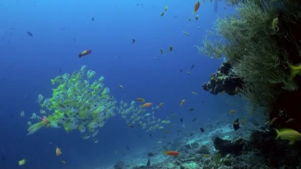 Escuela de peces tropicales amarillos en el arrecife en el mar . — Vídeos de Stock