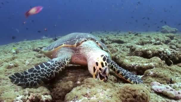 Hawksbill tartaruga marinha nadando comendo no recife de coral — Vídeo de Stock