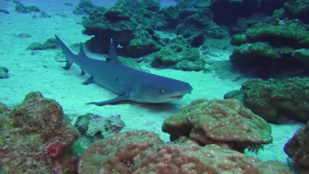 Squali Whitetip Reef su scogliera rocciosa ricerca cibo. — Video Stock