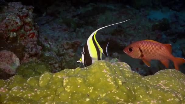 Vörös hal horgász Anglerfish Hunt a sziklás zátonyon. — Stock videók
