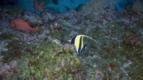 Pesce rosso Rana pescatrice Caccia alla barriera corallina rocciosa . — Video Stock