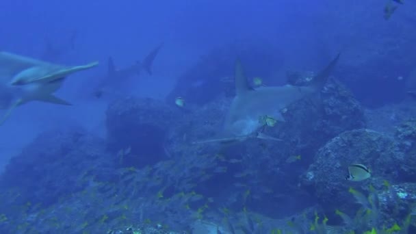 Hammerhead Shark плавает в голубом море в поисках пищи . — стоковое видео