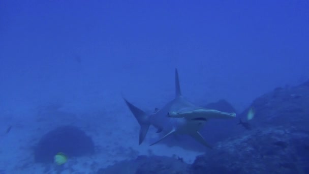 Hammerhead Shark úszik a kék tenger a keresési élelmiszer. — Stock videók