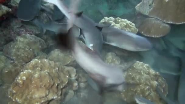 Белопёрые рифовые акулы на скалистом рифе ищут пищу. — стоковое видео