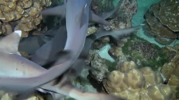 Weißspitzenriffhaie am Felsenriff suchen Nahrung. — Stockvideo