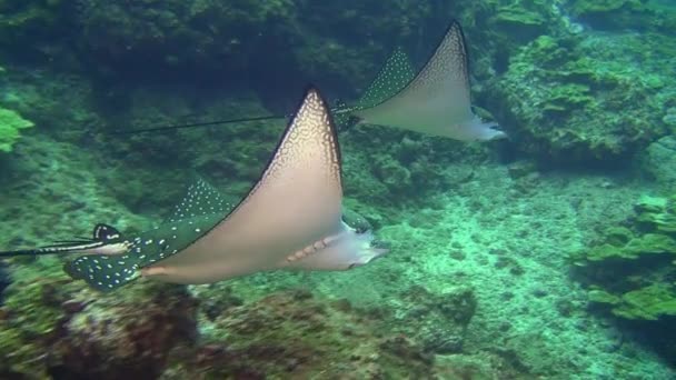 Spotted eagle ray swims on deep, rocky reef. — Stock video