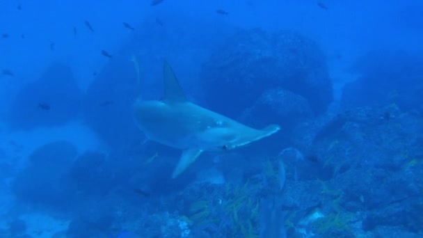 Акула-молот плаває в синє море пошуку їжі. — стокове відео