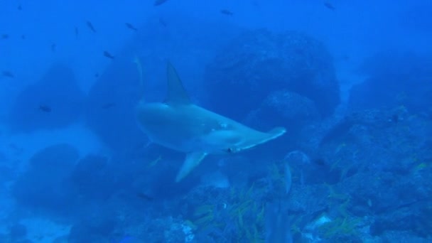 Hammerhead Shark swims in blue sea search of food. — Stock Video