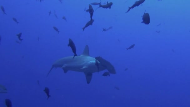 Hammerhead haai zwemt in de blauwe zee zoeken van voedsel. — Stockvideo