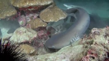 Whitetip resif köpekbalıkları kayalık resif yiyecek arıyor.