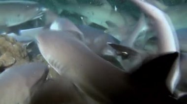 Whitetip resif köpekbalıkları kayalık resif yiyecek arıyor.