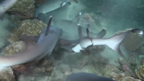 石礁搜寻食物上的白鳍鲨. — 图库视频影像
