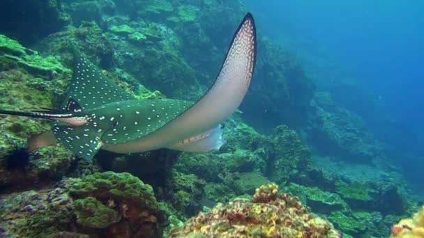 Spotted eagle ray swims on deep, rocky reef. — 图库视频影像