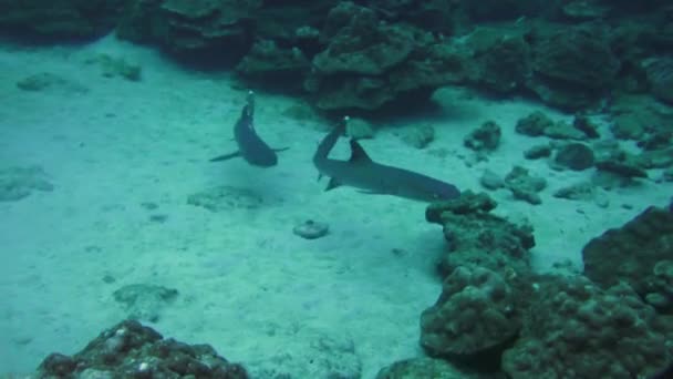 Squali Whitetip Reef su scogliera rocciosa ricerca cibo. — Video Stock
