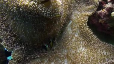 Anemon ve çok renkli palyaço balığı. Maldivler.