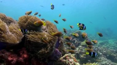 Anemon ve çok renkli palyaço balığı. Maldivler.