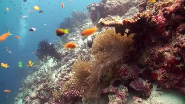 Anemon ve çok renkli palyaço balığı. Maldivler. — Stok video
