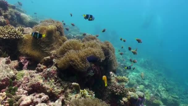 Anêmonas e peixes palhaço multicoloridos. Maldivas . — Vídeo de Stock