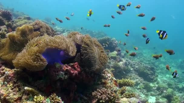 Anêmonas e peixes palhaço multicoloridos. Maldivas . — Vídeo de Stock