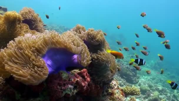 Anemon ve çok renkli palyaço balığı. Maldivler. — Stok video
