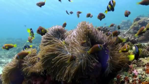 Anemoner och mångfärgade clown fisk. Maldiverna. — Stockvideo