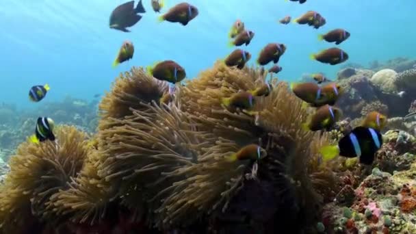 Anemoner och mångfärgade clown fisk. Maldiverna. — Stockvideo