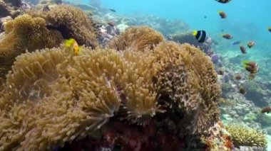 Anemon ve çok renkli palyaço balığı. Maldivler.