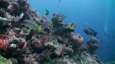 Resifteki tropik balık sürüsü yiyecek arıyor..