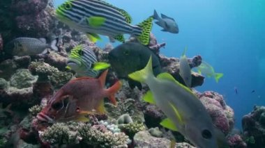 Resifteki tropik balık sürüsü yiyecek arıyor..