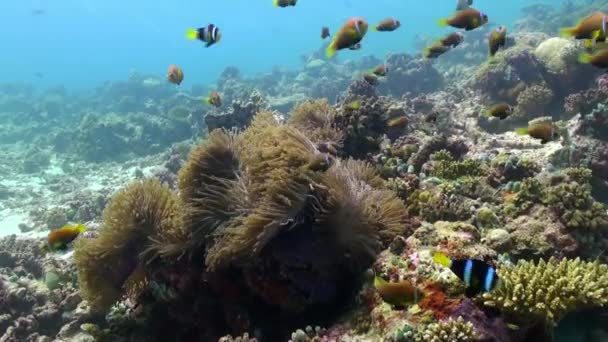 Anemones and multicolored clown fish. Maldives. — Stock Video