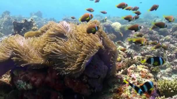 Anêmonas e peixes palhaço multicoloridos. Maldivas . — Vídeo de Stock