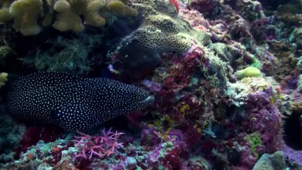 Grande murena maculata nera seduta sulla barriera corallina . — Video Stock