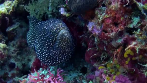 Grande murena maculata nera seduta sulla barriera corallina . — Video Stock