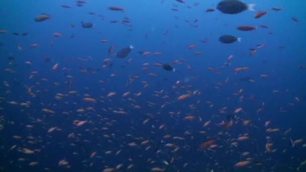 Schwarm tropischer Fische auf der Suche nach Nahrung am Riff. — Stockvideo