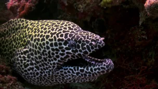 Grande cinzento manchado enguia moray sentado no recife . — Vídeo de Stock