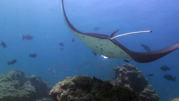 Obří Manta Ray Birostris oceán moře mořský život. — Stock video
