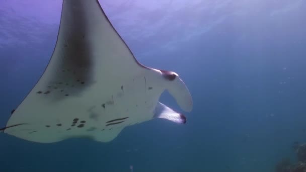 Óriás Manta Ray Birostris óceán tenger tengeri élet. — Stock videók