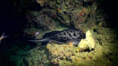 Siyah vatoz derin, kayalık resif üzerinde yüzer.